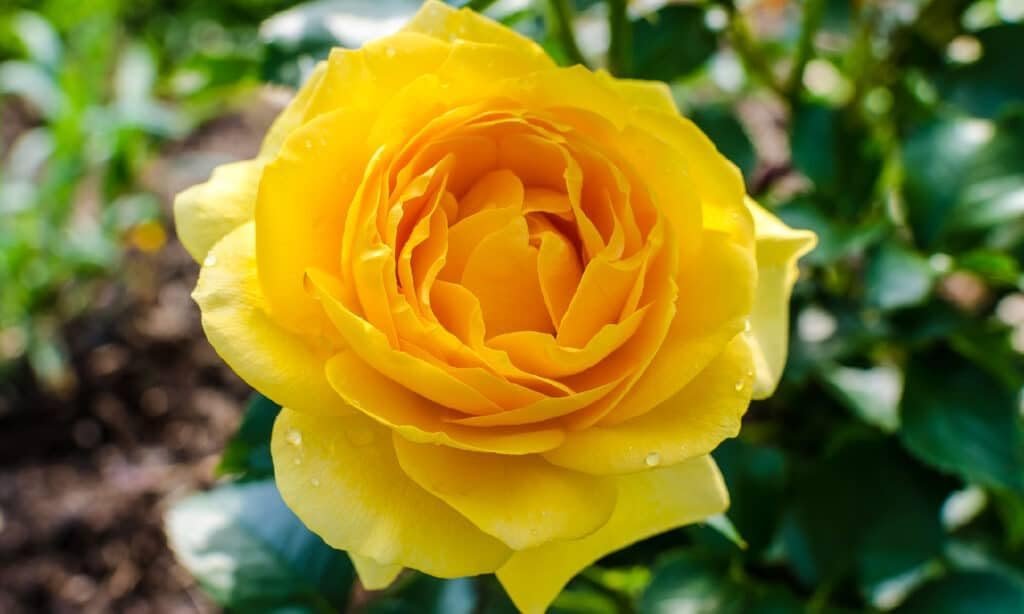 Rare Yellow Rose Flower Seeds 30 Seeds - Image 2