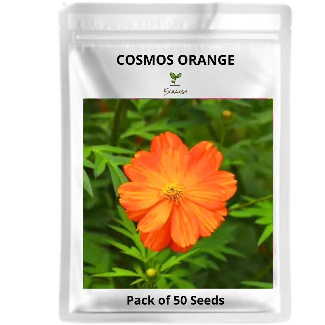 Cosmos Orange Flower Seeds + Free Seed Germination Paper + Planting Guide - New Seeds with Test Result - Best for Pots, Terrace & Kitchen Gardening