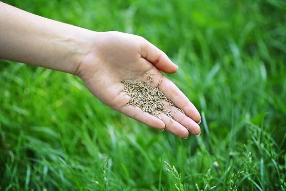 Mexican grass seeds for lawn blend | hybrid mexican grass seeds for lawn, low maintenance, high germination in all time (99%), carpet grass - rapid germination (5000 count) - Image 6