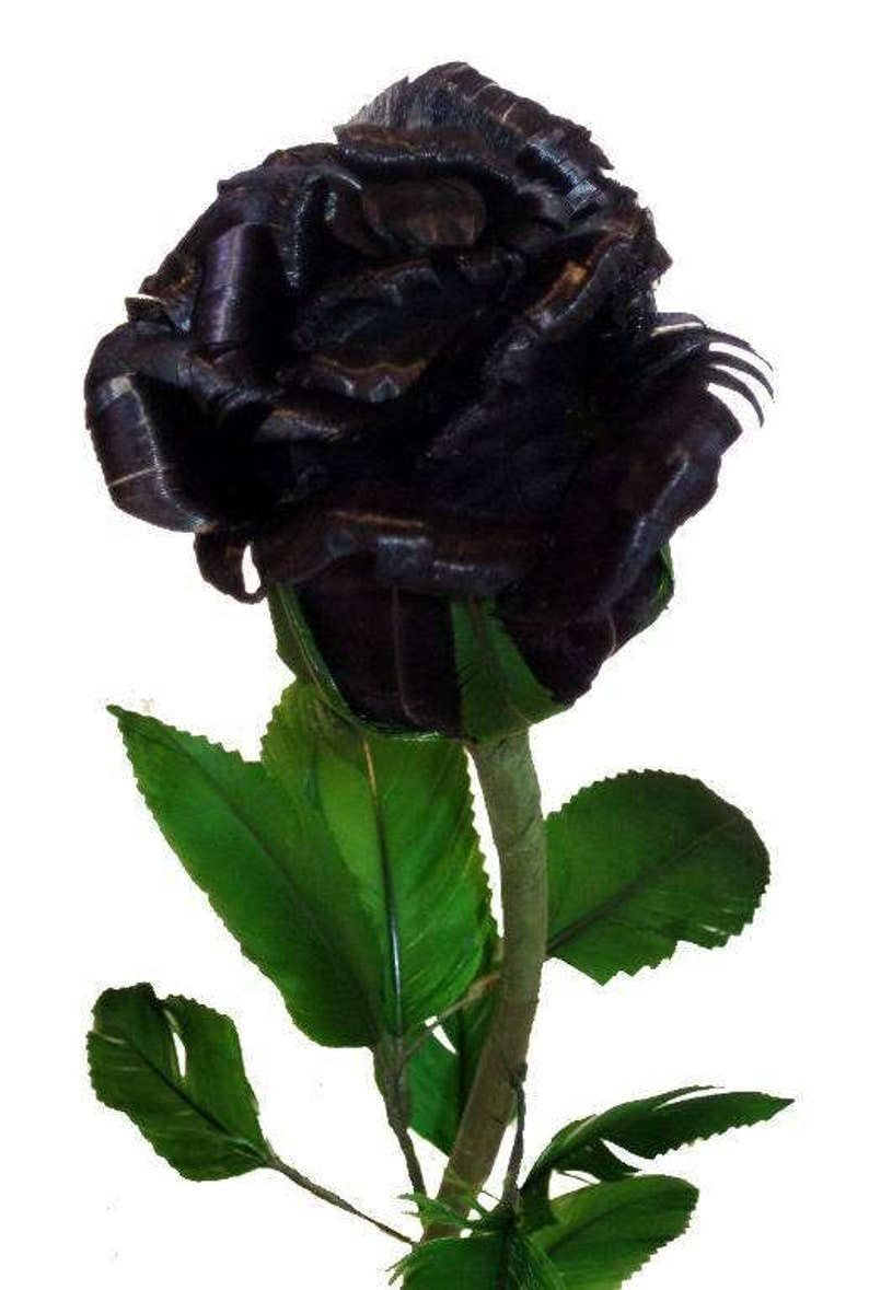 BLACK ROSE Rosa Bush Shrub Perennial Flower Seeds -125 Seeds