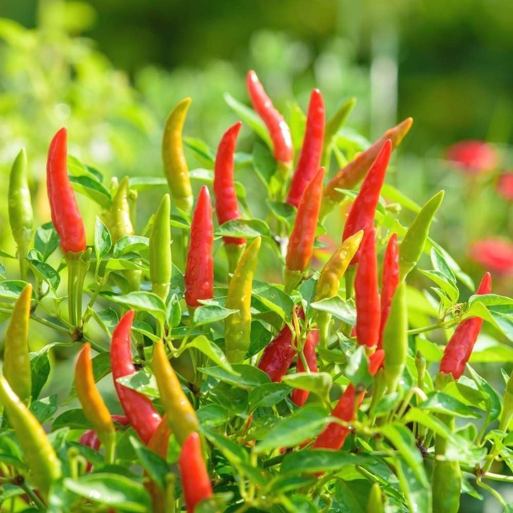 Chilli Upright (Surajmukhi) Vegetable Seeds, Vegetable Seeds for Home Gardening, Vegetable Planting Seeds for Kitchen, Chilli Upright (Surajmukhi) Seeds (Pack of 2g) - Image 2