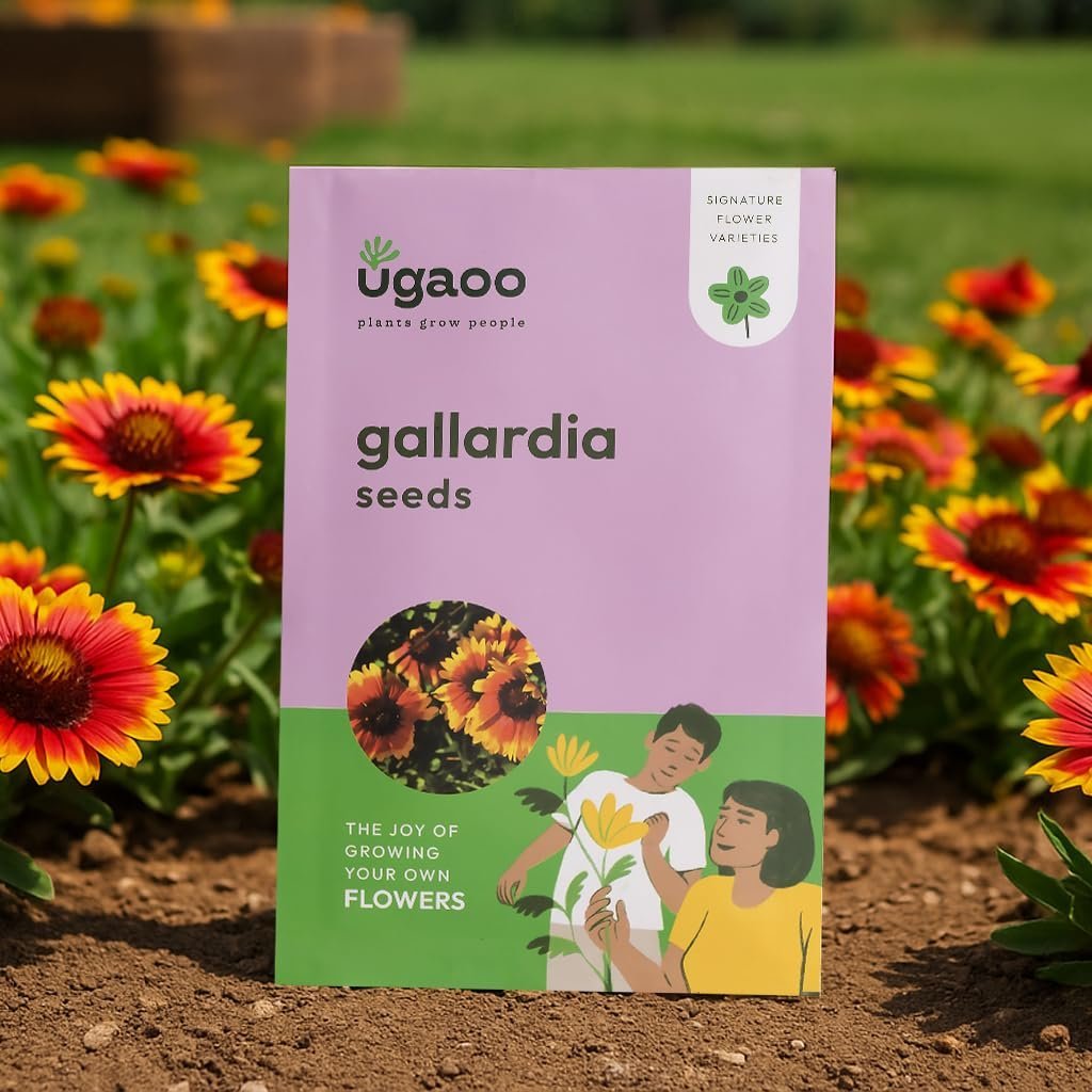 Gallardia Flower Seeds (Orange, Pack of 200)