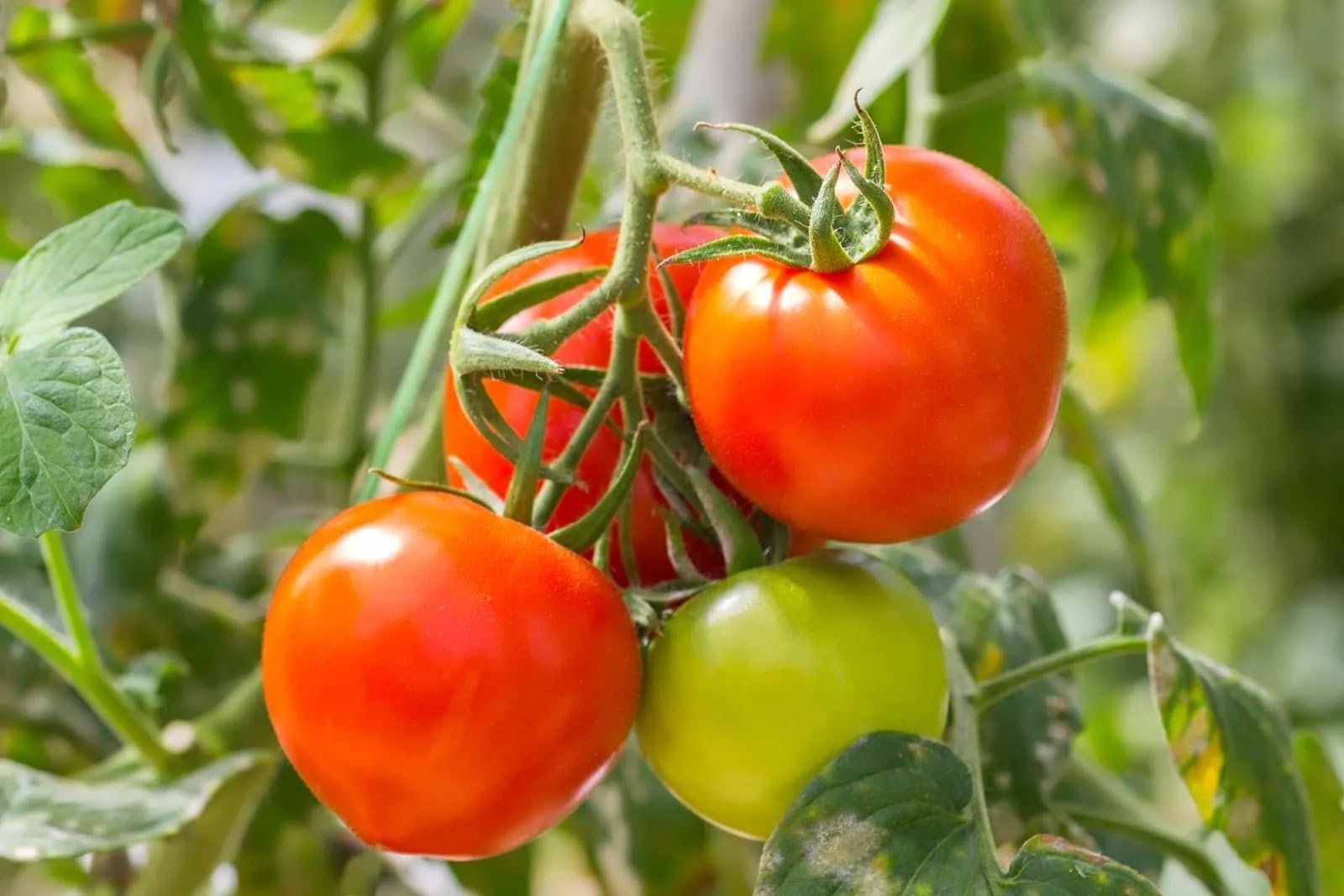 Tomato Seeds, Deshi Tamatar, Pack of 300 Plus Seeds, Large Red - Image 2