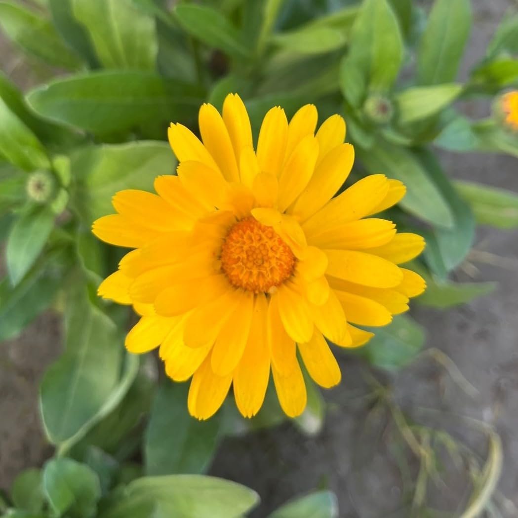 Calendula Gitania Mix Flower Seeds, Flower Seeds for Home Gardening, Flower Planting Seeds for Kitchen, Calendula Gitania Mix Seeds (Pack of 50 Seeds) - Image 2