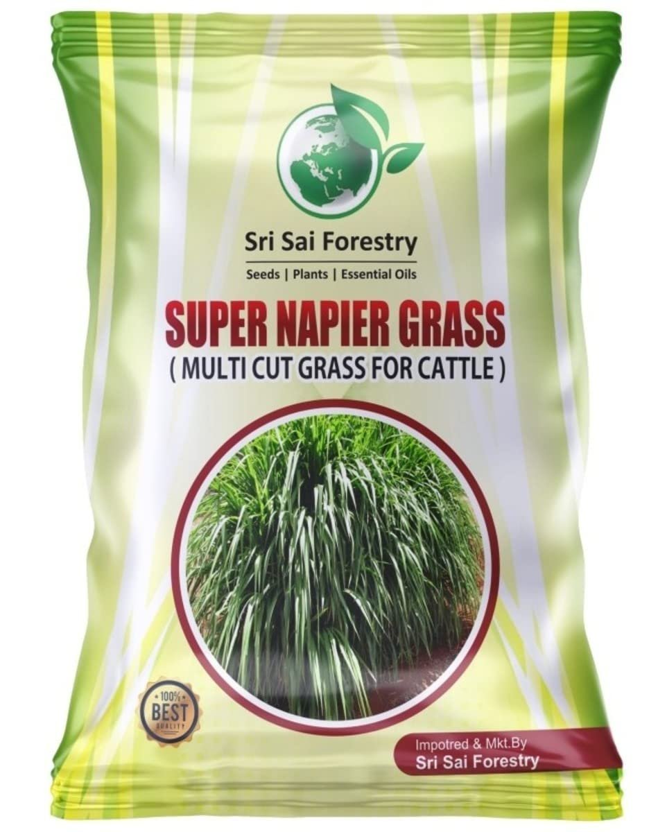 Super Napier & Red Napier Grass (1000 Seeds Each) | High Yield Multi Cut Fodder Grass for Cattle, Goat, Buffalo, Sheep | Nutritious Green Fodder Seeds for Dairy Farming & Livestock - Image 2