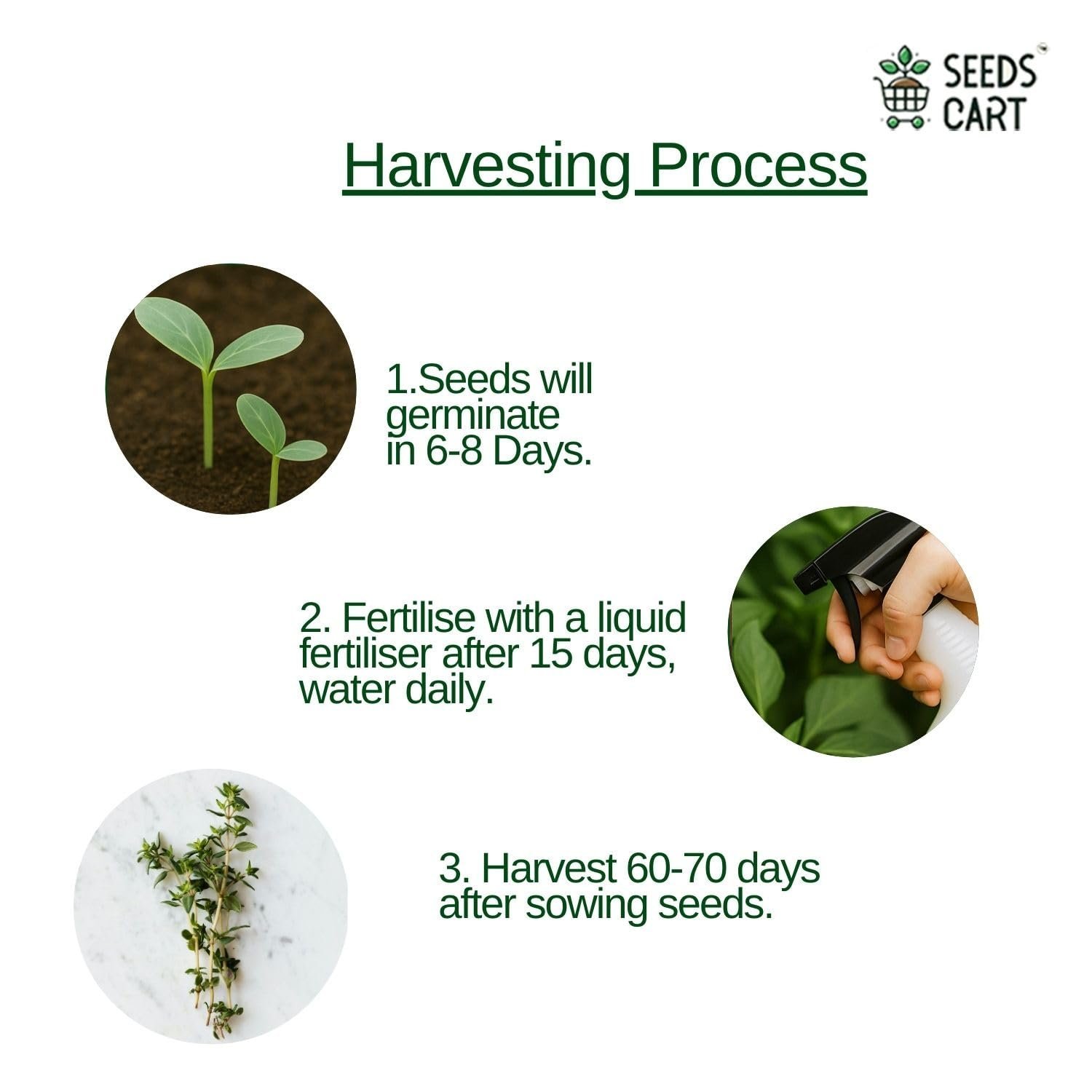 Thyme Seeds For Planting | Non-Hybrid, Open Pollinated And Non-GMO | Thyme Herb Seeds For Home & kitchen Garden - (Approx 360 Seeds Per Pack) - Image 5