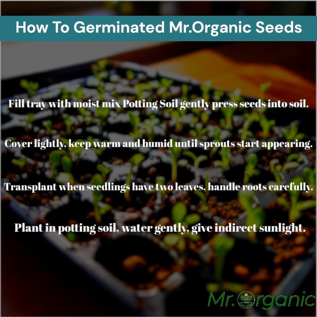 Spinach Seed for Home Gardening (4000 To 5000 Seeds) 75 Gram | Vegetable Seeds for Home Gardening | Vegetable Planting Seed for Kitchen | High Germination Rate - Image 7