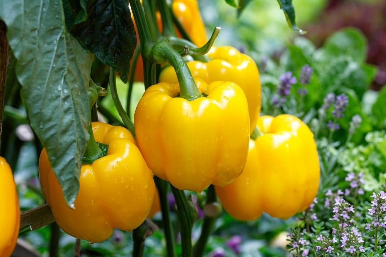 Organic Capsicum (Native Breed) Seeds | Heirloom Bell Pepper/Shimla Mirch/Kudai Milagai | Ideal for Terrace Garden&Balcony | High Germination Home Garden Vegetable Seeds (YELLOW) - Image 2