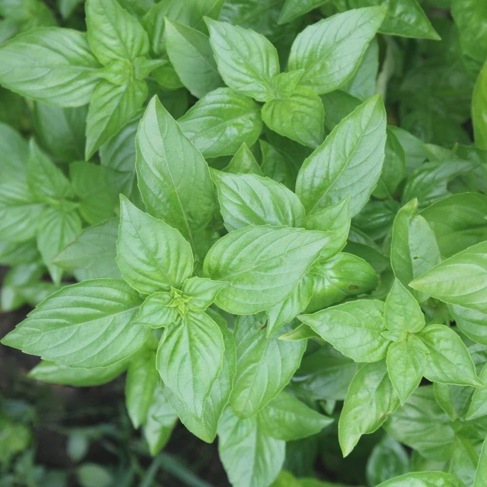 Mint Basil Seeds + Free Seed Germination Paper + e-Planting Guide - New Seeds with Test Result - Best for Pots, Terrace & Kitchen Gardening - Image 4