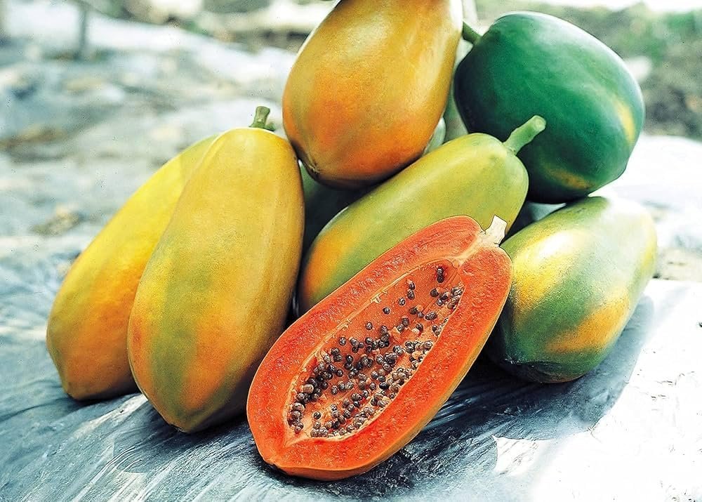 Taiwan Red Lady 786 F1 Original Hybrid Papaya Seeds, Organic, GMO Free, High Germination Rate (95%), Disease Resistant, All Seasons (Net. 100 Seeds) - Image 6