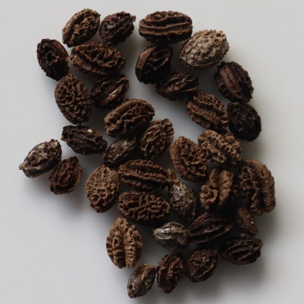Taiwan Red Lady 786 F1 Original Hybrid Papaya Seeds, Organic, GMO Free, High Germination Rate (95%), Disease Resistant, All Seasons (Net. 100 Seeds) - Image 5