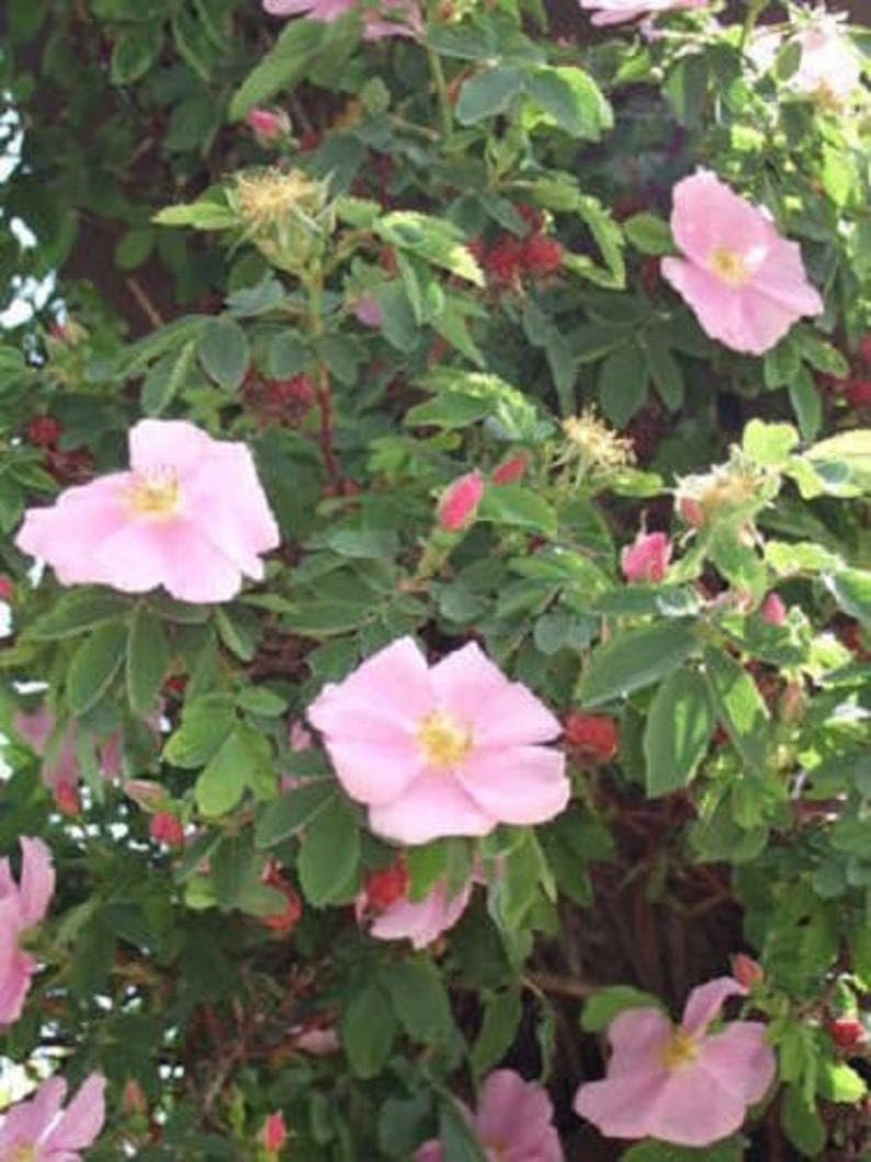 PINK SWAMP ROSE Rosa Palustris Flower Shrub Bush (Average - Wet Soil) Seeds -125 Seeds