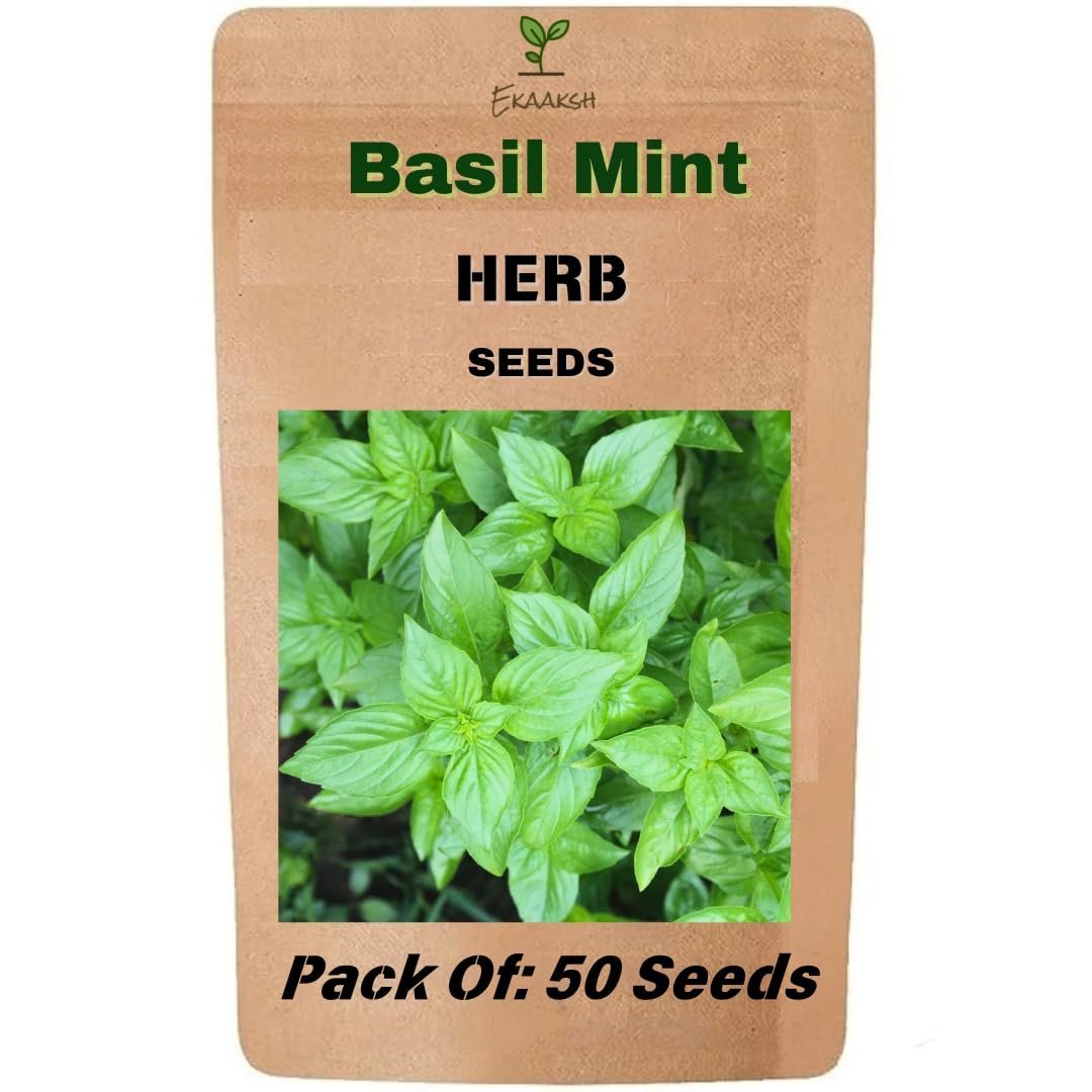 Mint Basil Seeds + Free Seed Germination Paper + e-Planting Guide - New Seeds with Test Result - Best for Pots, Terrace & Kitchen Gardening