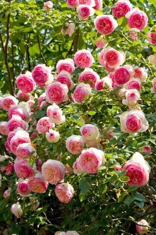 Premium Climbing Rose Seeds Multi-Color Collection, 150 to 180 Seeds, High Germination Rate 95%, for Balcony, Terrace, Home Garden, All Season Flowering. - Image 7