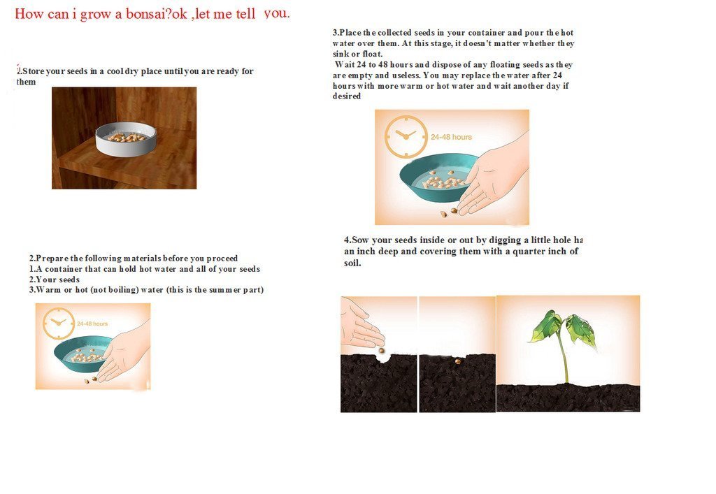 20 Different Varieties of Rose Flower Seeds-20X50 PCS - Image 2