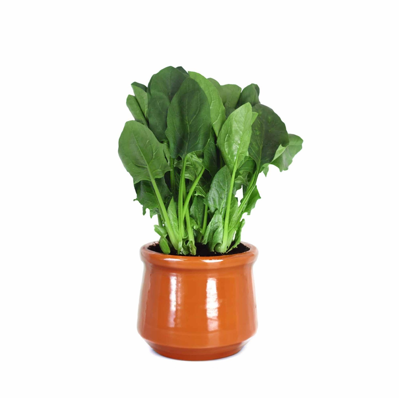 Palak or Spinach Vegetable Seeds (Green, Pack of 16 g) -1700 Seeds - Image 8