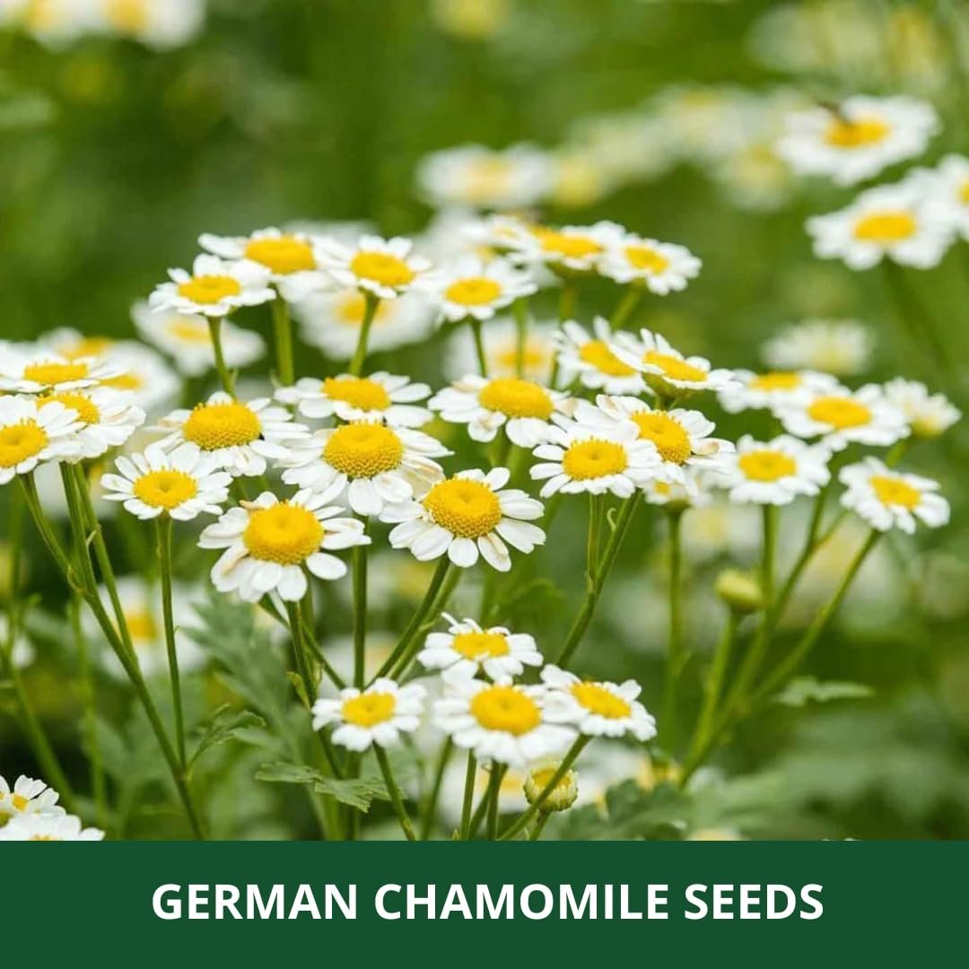 ~ German chamomile Herbs Planting Seeds – ideal for both home gardening and farming | Includes 2 Packets (Each with 400 Seeds, Total 800 no’s in 2 Packets) - Image 3