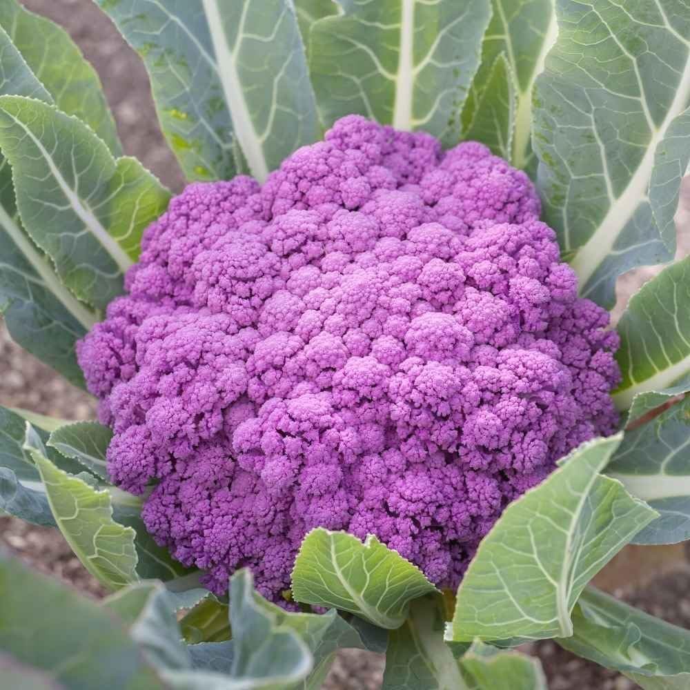 Purple Cauliflower (Ghobhi) Vegetable Seeds, Vegetable Seed for Home Gardening, Cauliflower (Ghobhi) Seed (Purple, Pack of 25 Seeds) - Image 3