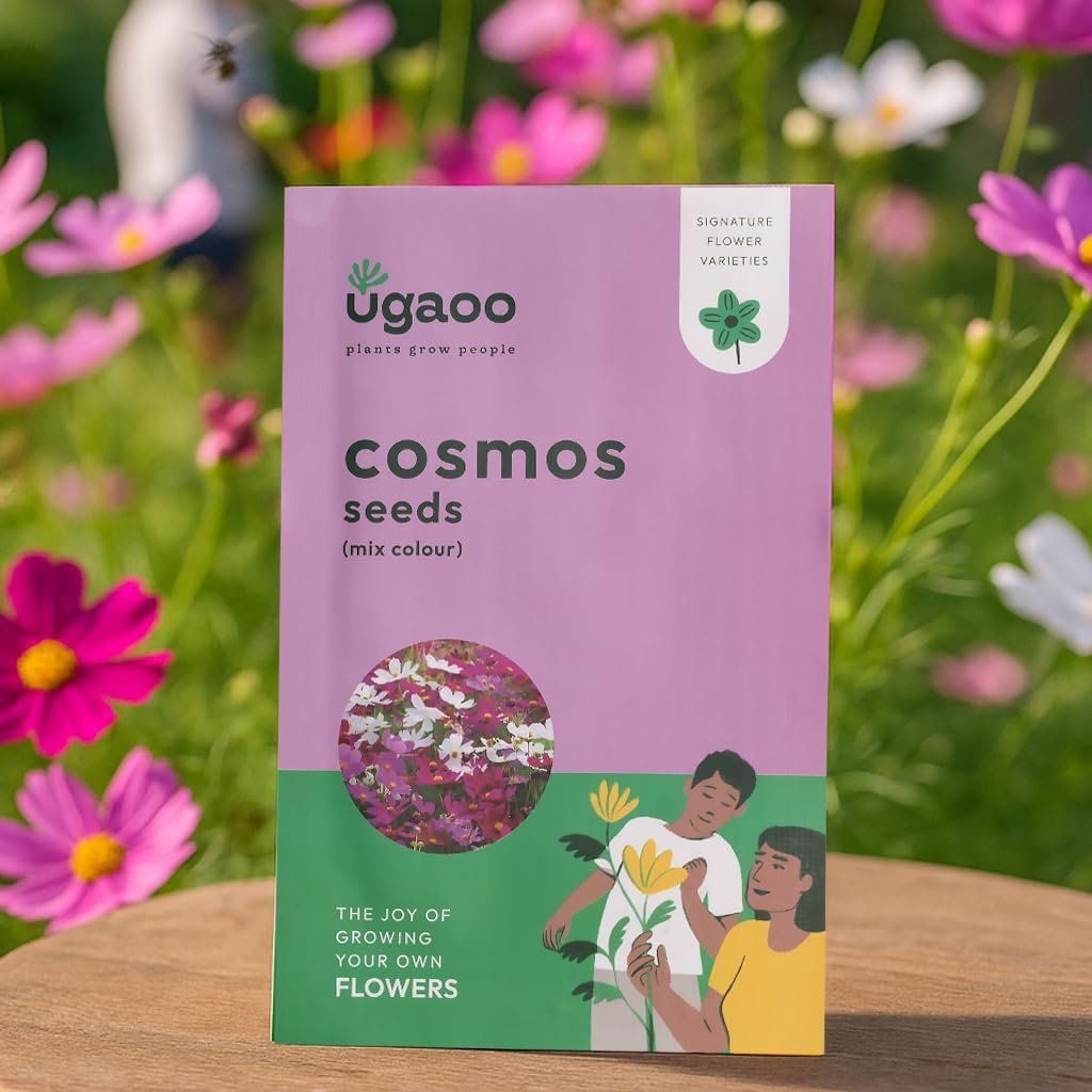 Cosmos Flower Seeds (Purple and White, Pack of 100)