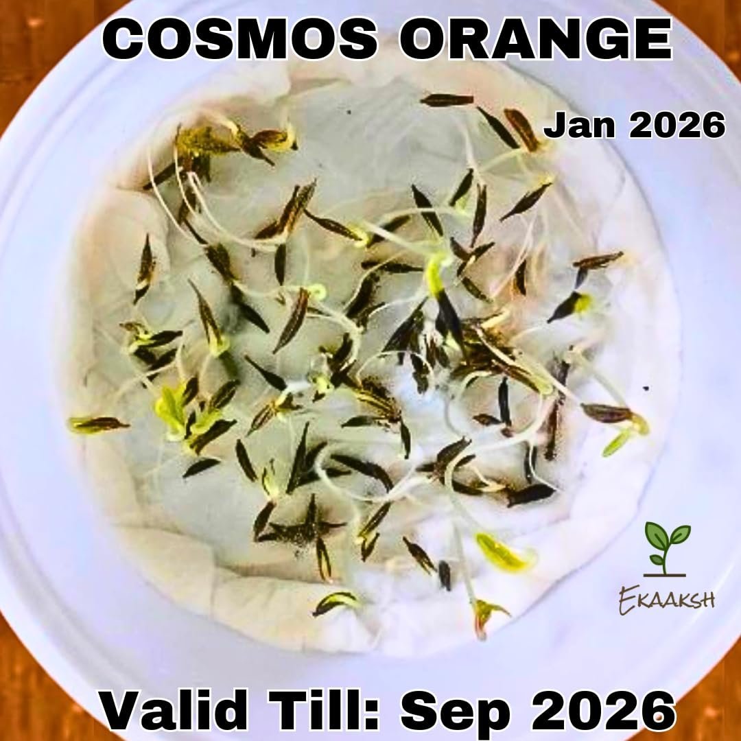 Cosmos Orange Flower Seeds + Free Seed Germination Paper + Planting Guide - New Seeds with Test Result - Best for Pots, Terrace & Kitchen Gardening - Image 2