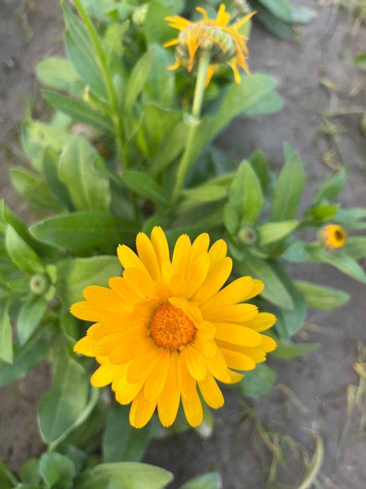 Calendula Gitania Mix Flower Seeds, Flower Seeds for Home Gardening, Flower Planting Seeds for Kitchen, Calendula Gitania Mix Seeds (Pack of 50 Seeds) - Image 3