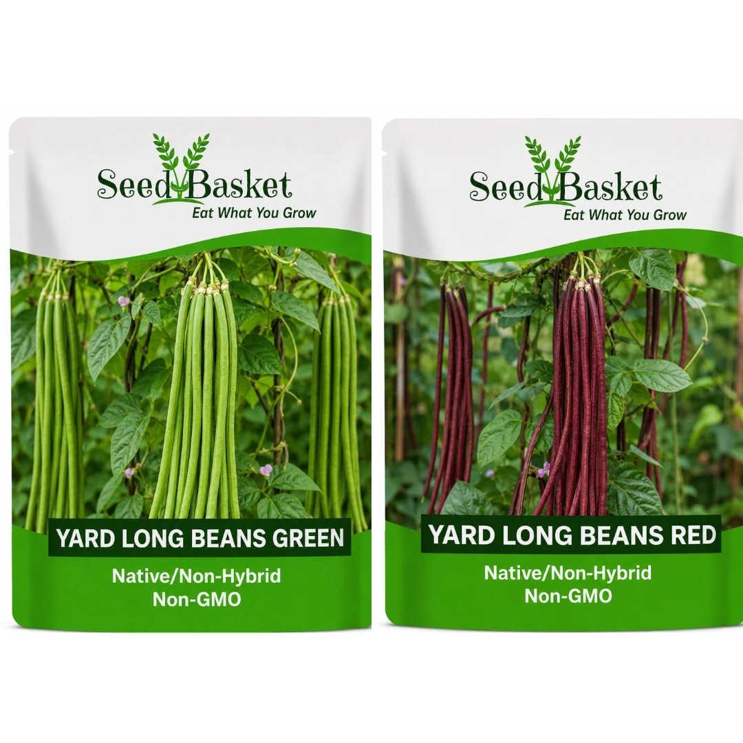 Seedbasket Yard Long Beans Green & Red Seeds Combo Pack of 2 (5g Each) | Native/Non-Hybrid | Non-GMO Vegetable Seeds | Long Bean Seeds for Home Gardening, Pots & Grow Bags