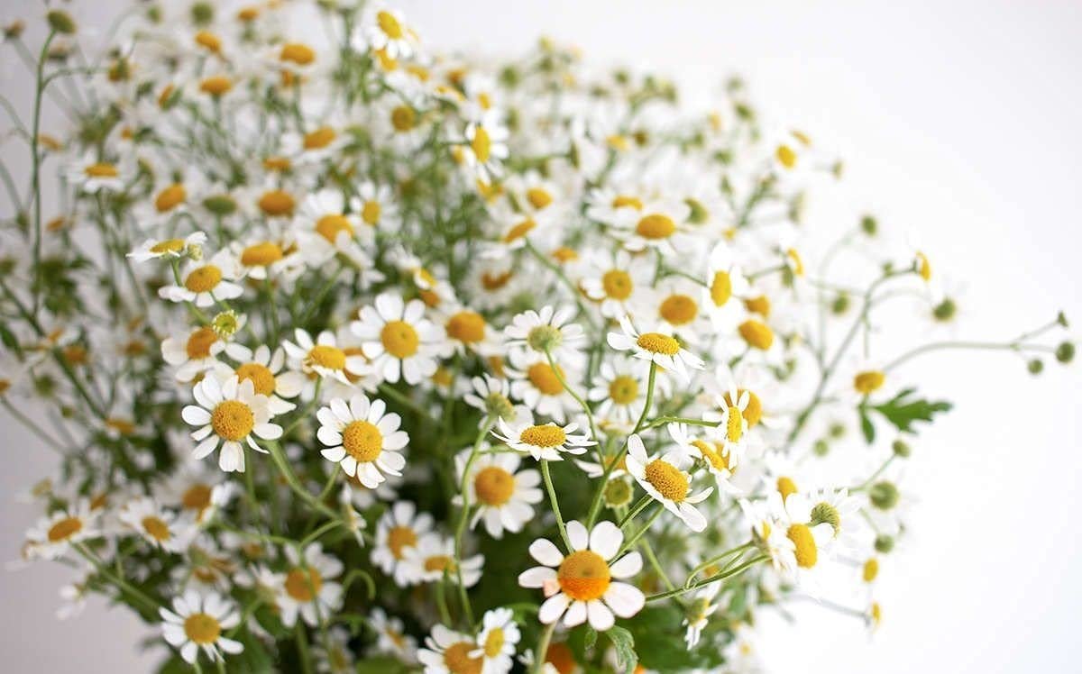 German Chamomile Fresh Herb Seeds for Home Terrace and Kitchen Indoor Outdoor Gardening Farming (Pack of 100 Seeds) - Image 3