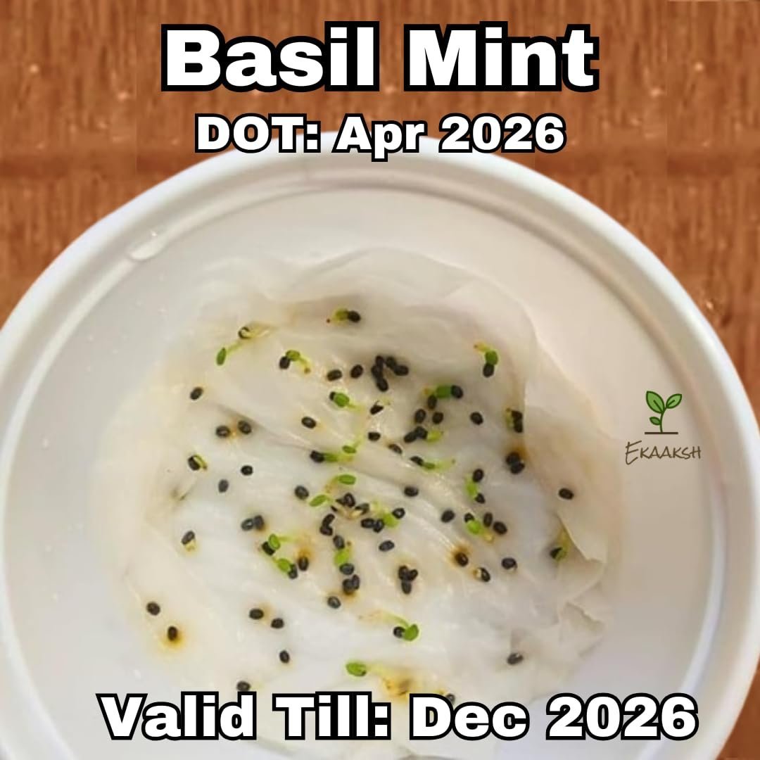 Mint Basil Seeds + Free Seed Germination Paper + e-Planting Guide - New Seeds with Test Result - Best for Pots, Terrace & Kitchen Gardening - Image 2