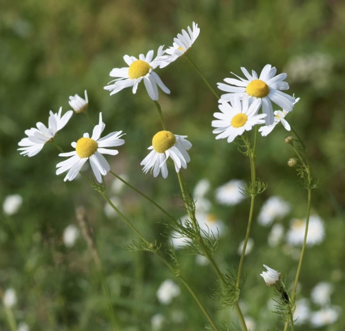 German Chamomile Fresh Herb Seeds for Home Terrace and Kitchen Indoor Outdoor Gardening Farming (Pack of 100 Seeds) - Image 4
