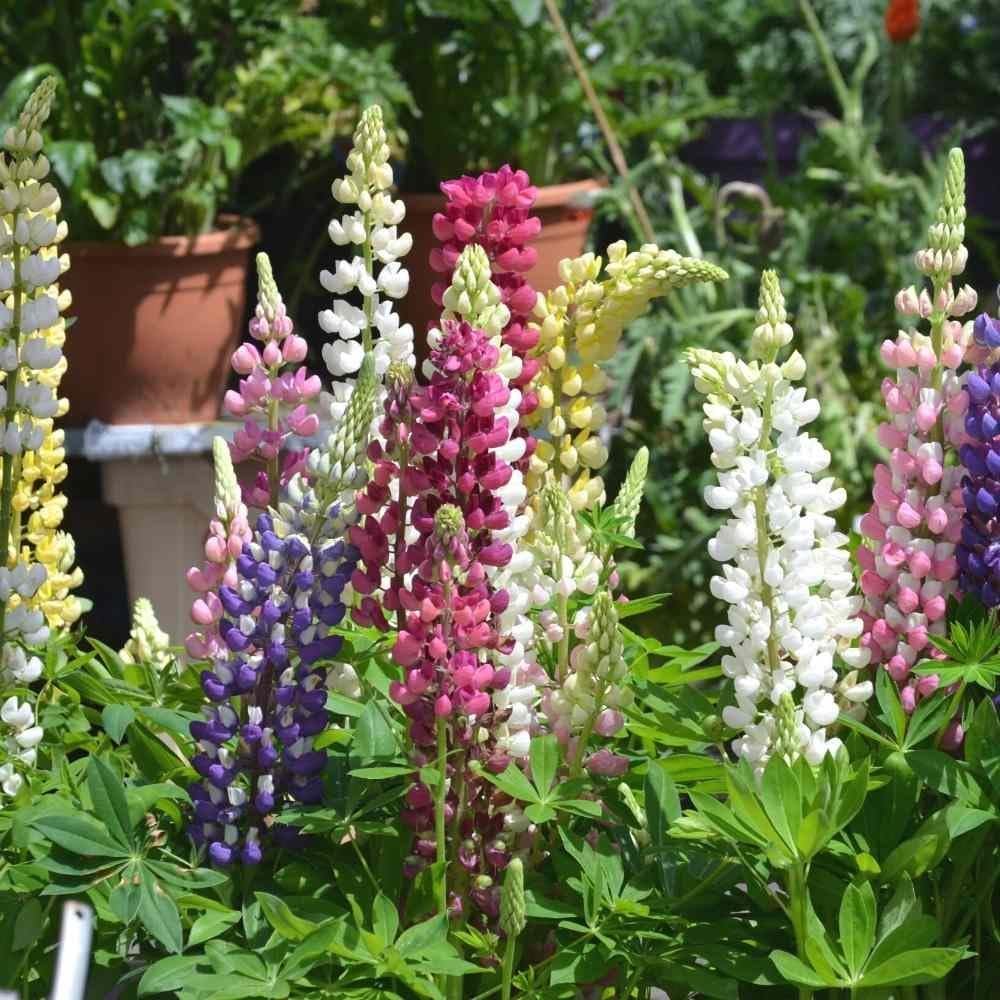 Lupin Hartwegii Mix Flower Seeds, Flower Seeds for Home Gardening, Flower Planting Seeds for Kitchen, Lupin Hartwegii Mix Seeds (Pack of 50 Seeds) - Image 2