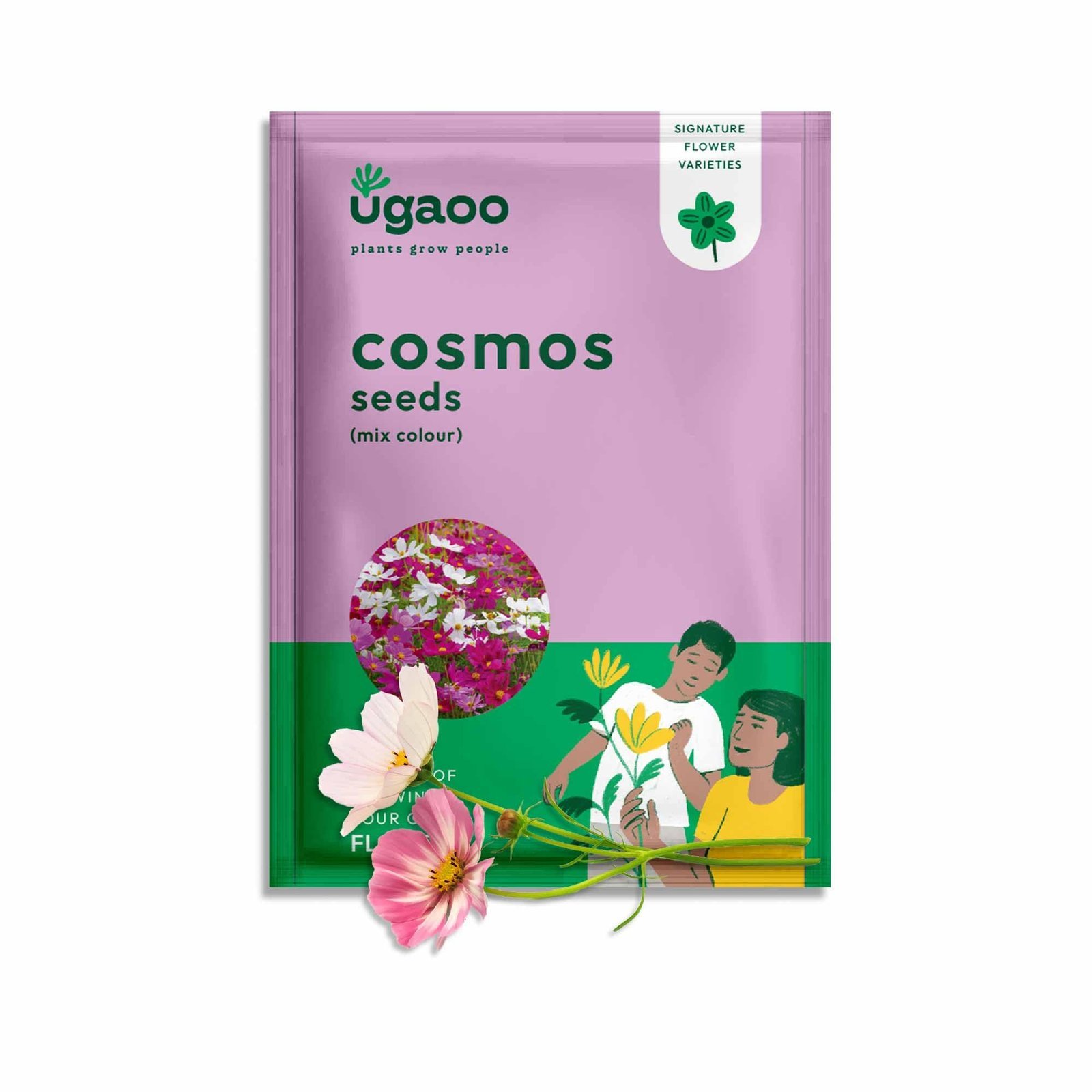 Cosmos Flower Seeds (Purple and White, Pack of 100) - Image 6