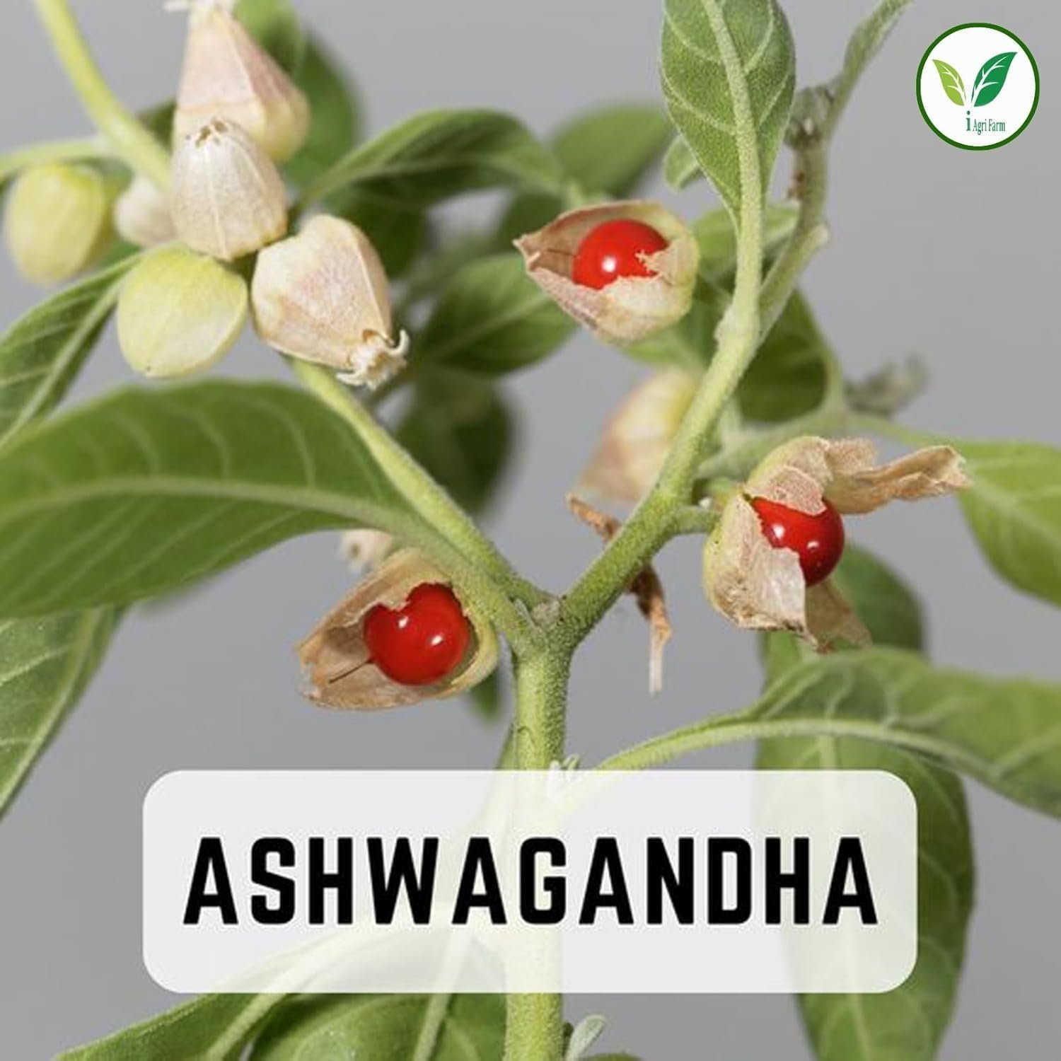 Ashwagandha Cultivation Seeds, 1 Kg, Jawahar-2 Variety - Image 8