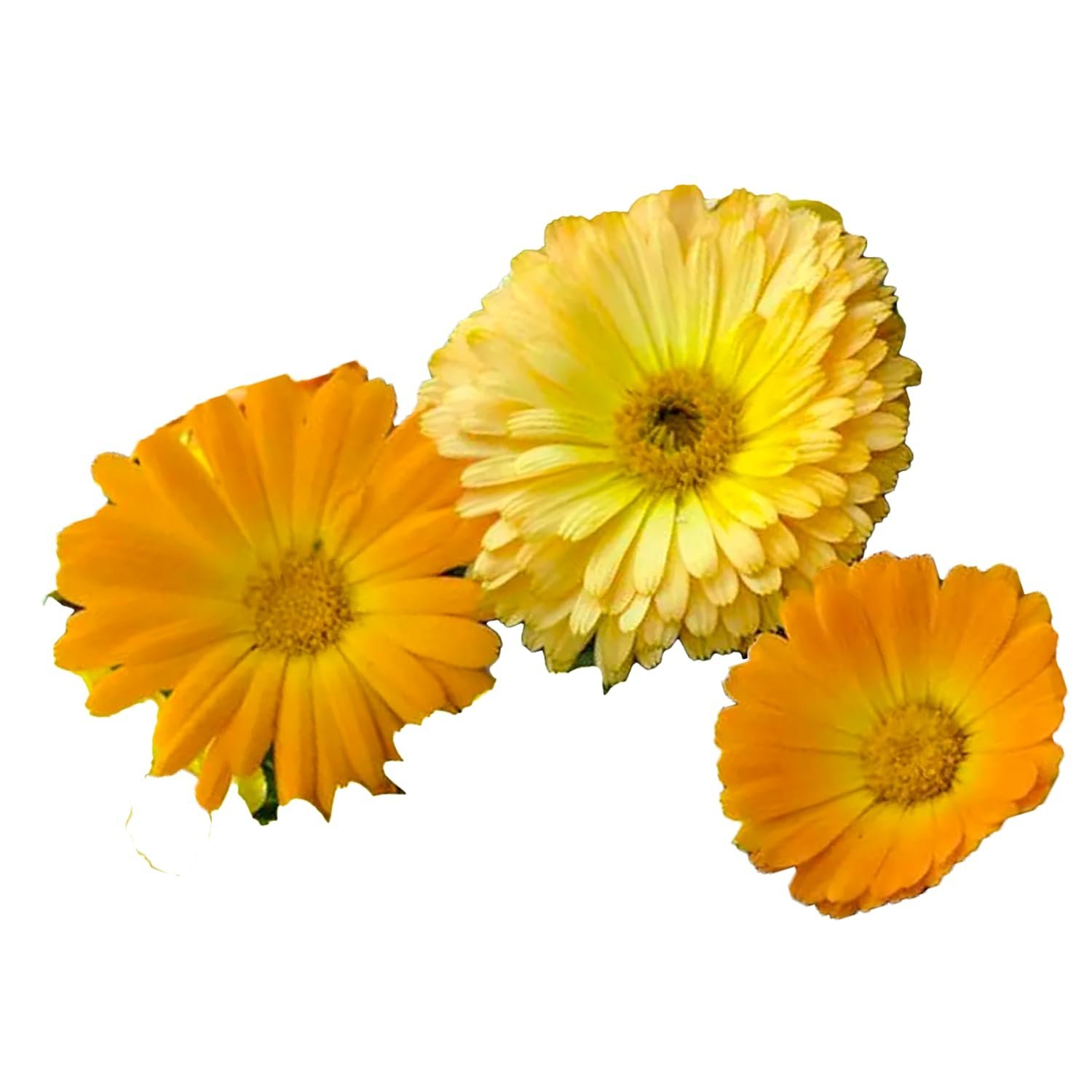 Calendula Gitania Mix Flower Seeds, Flower Seeds for Home Gardening, Flower Planting Seeds for Kitchen, Calendula Gitania Mix Seeds (Pack of 50 Seeds) - Image 4