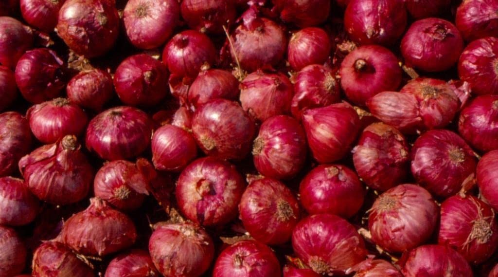 Small onion seeds for farming (600 seeds) - Image 2