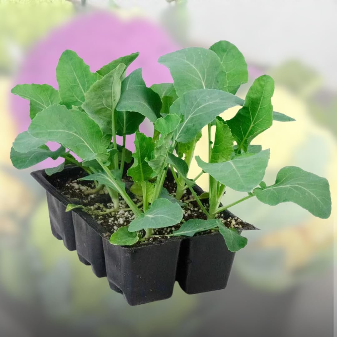 ® F1 Hybrid Mix Cauliflower Seeds Pack - Image 3