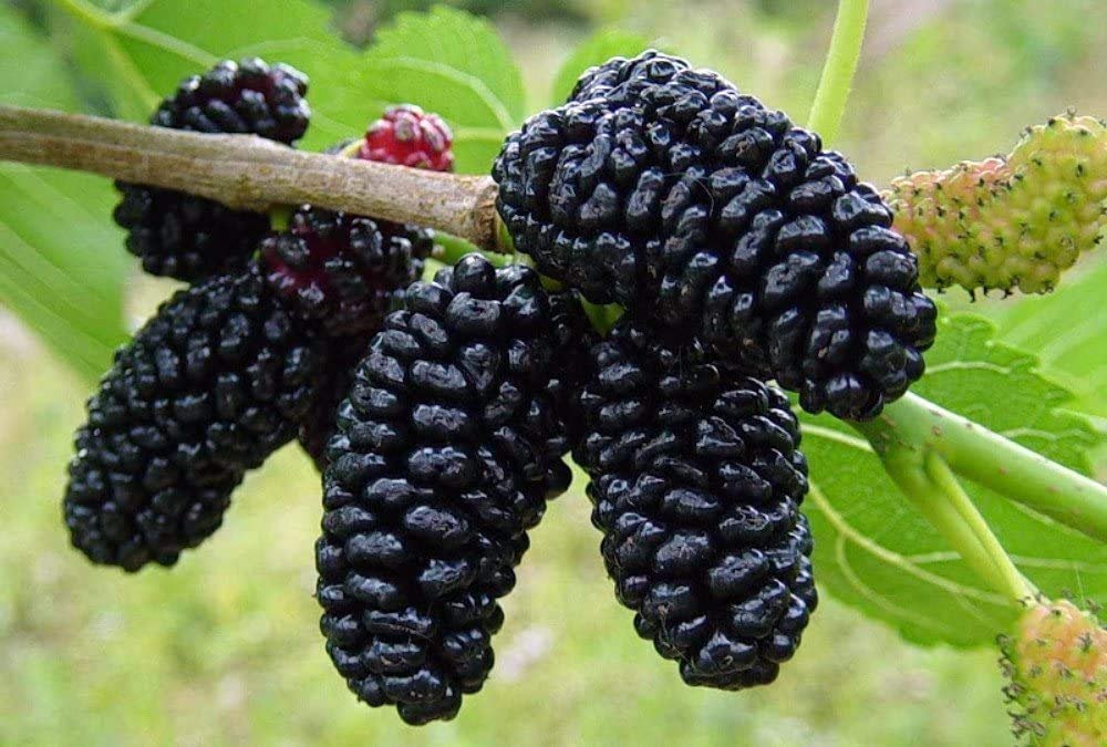 Organic Mulberry (Sehtut) Non-GMO Plating 100 Fruit Seeds for Home, Garden, Terrace, Balcony - All Season Growing Seeds - Image 8