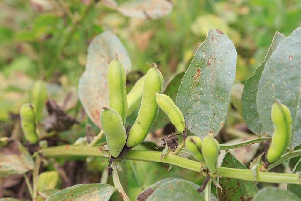 "Countgreen Plus Lima Beans (Sem Fali) Seeds High-Yield, Organic Variety for Fresh, Nutritious Beans; Ideal for Home Gardens and Commercial Cultivation (Pack of 40 Seeds)" - Image 2