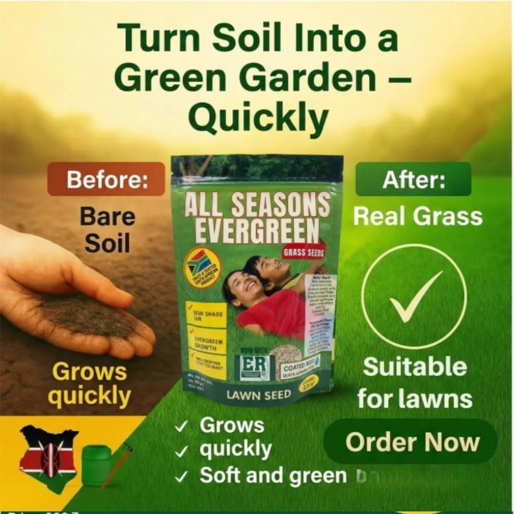 All Seasons Evergreen Grass Seeds Fast Germination Lawn Grass Seed Mix for Year-Round Green Turf Garden Lawn Yard Balcony Landscaping Easy Grow Durable Grass (PACK OF 2) - Image 4