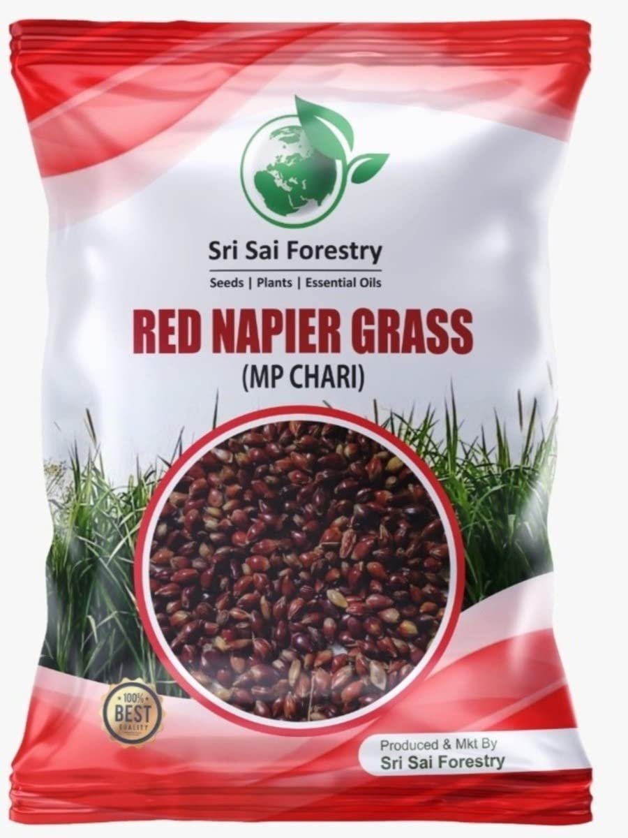 Super Napier & Red Napier Grass (1000 Seeds Each) | High Yield Multi Cut Fodder Grass for Cattle, Goat, Buffalo, Sheep | Nutritious Green Fodder Seeds for Dairy Farming & Livestock - Image 3