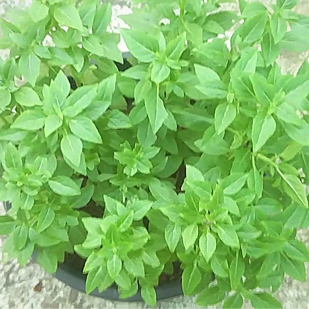Mint Basil Seeds + Free Seed Germination Paper + e-Planting Guide - New Seeds with Test Result - Best for Pots, Terrace & Kitchen Gardening - Image 5
