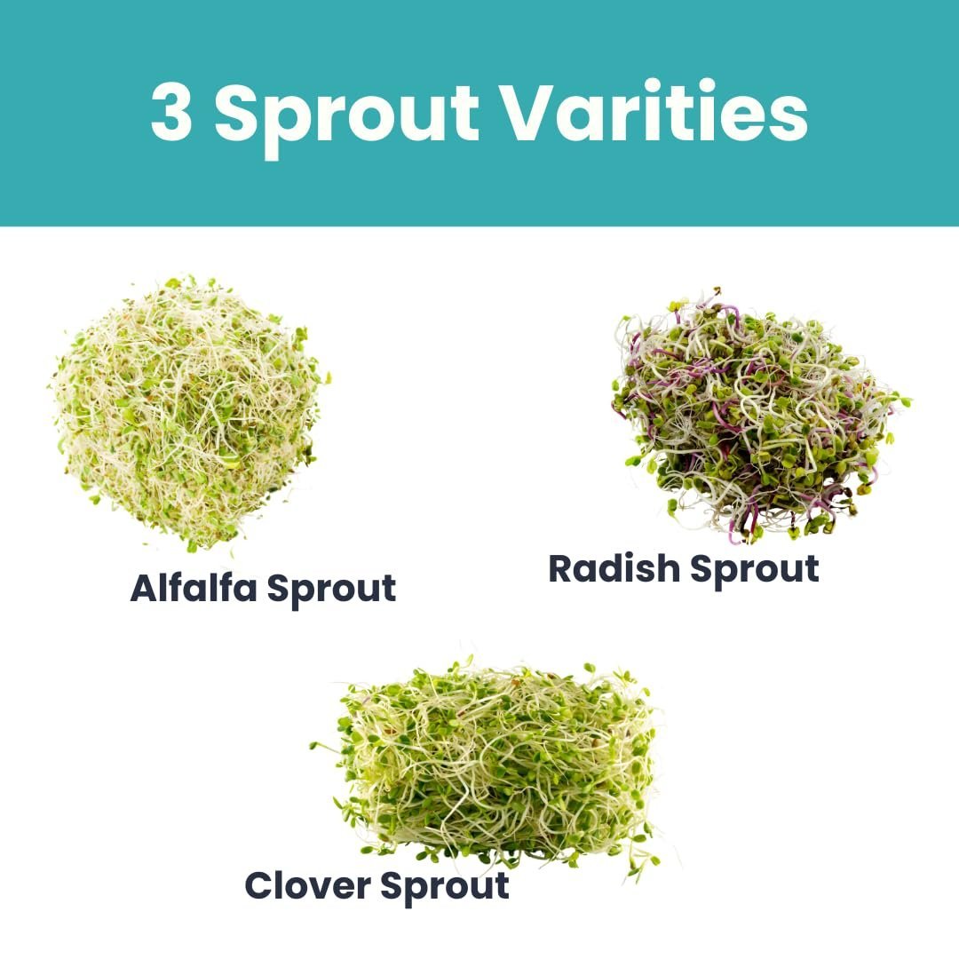 Sprouting Seeds Combo – Alfalfa, Clover & Radish (120g each) | High-Germination, Non-GMO | Naturally Rich in Enzymes & Fiber | Grow Fresh Sprouts at Home in 3–5 Days - Image 2