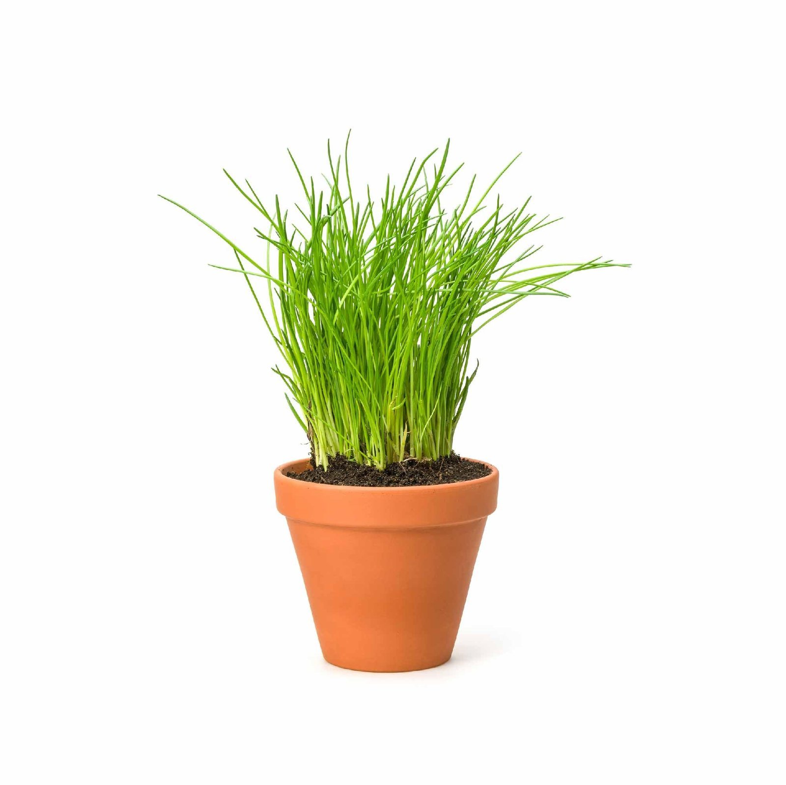 Chives Herb Seeds (Green, Pack of 500) - Image 7