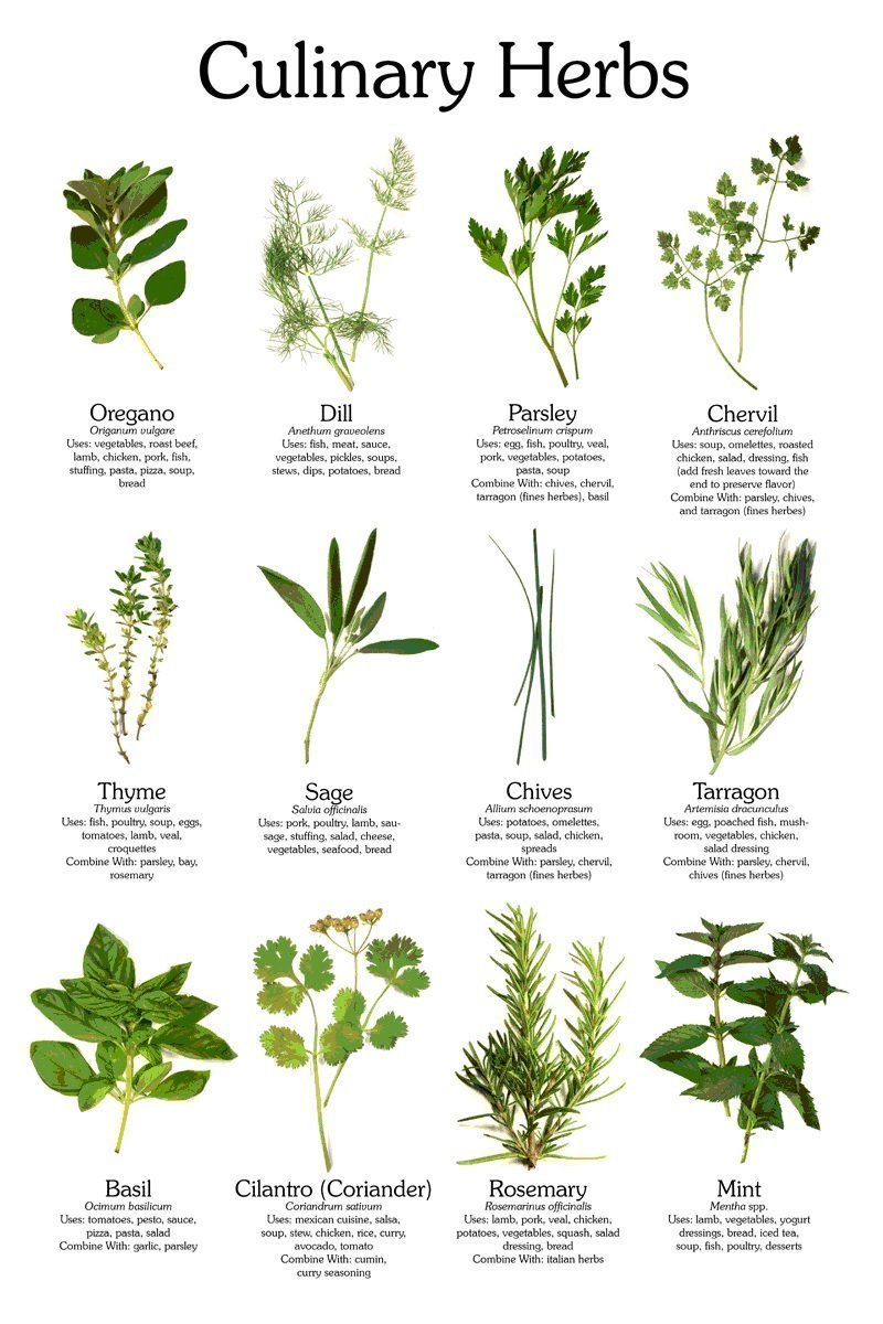 Culinary herb seeds kit-oregano, dill, parsley, chervil or lovage(may vary), thyme, sage, chives, terragon, basil, coriander, rosemary and mint selection (12 packets/avg 40+ seeds)
