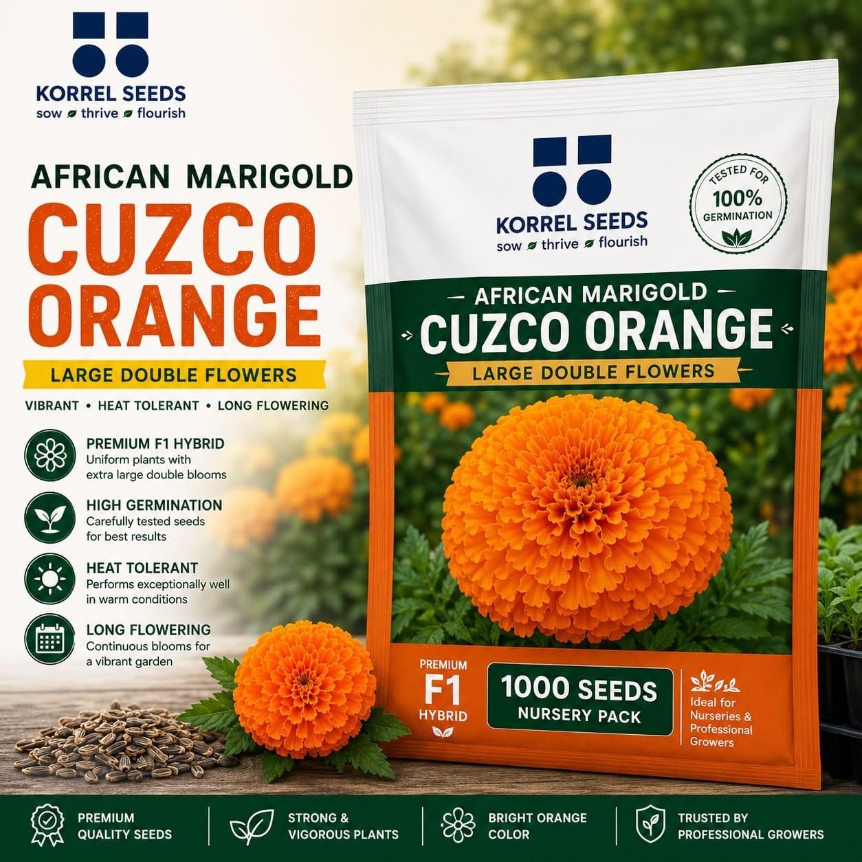 African Marigold Cuzco F1 Hybrid Orange Flower Seeds | Professional Growers Pack | 1000 Seeds | Large Double Flowers | Nursery & Commercial Cultivation (1000 Seeds) - Image 2
