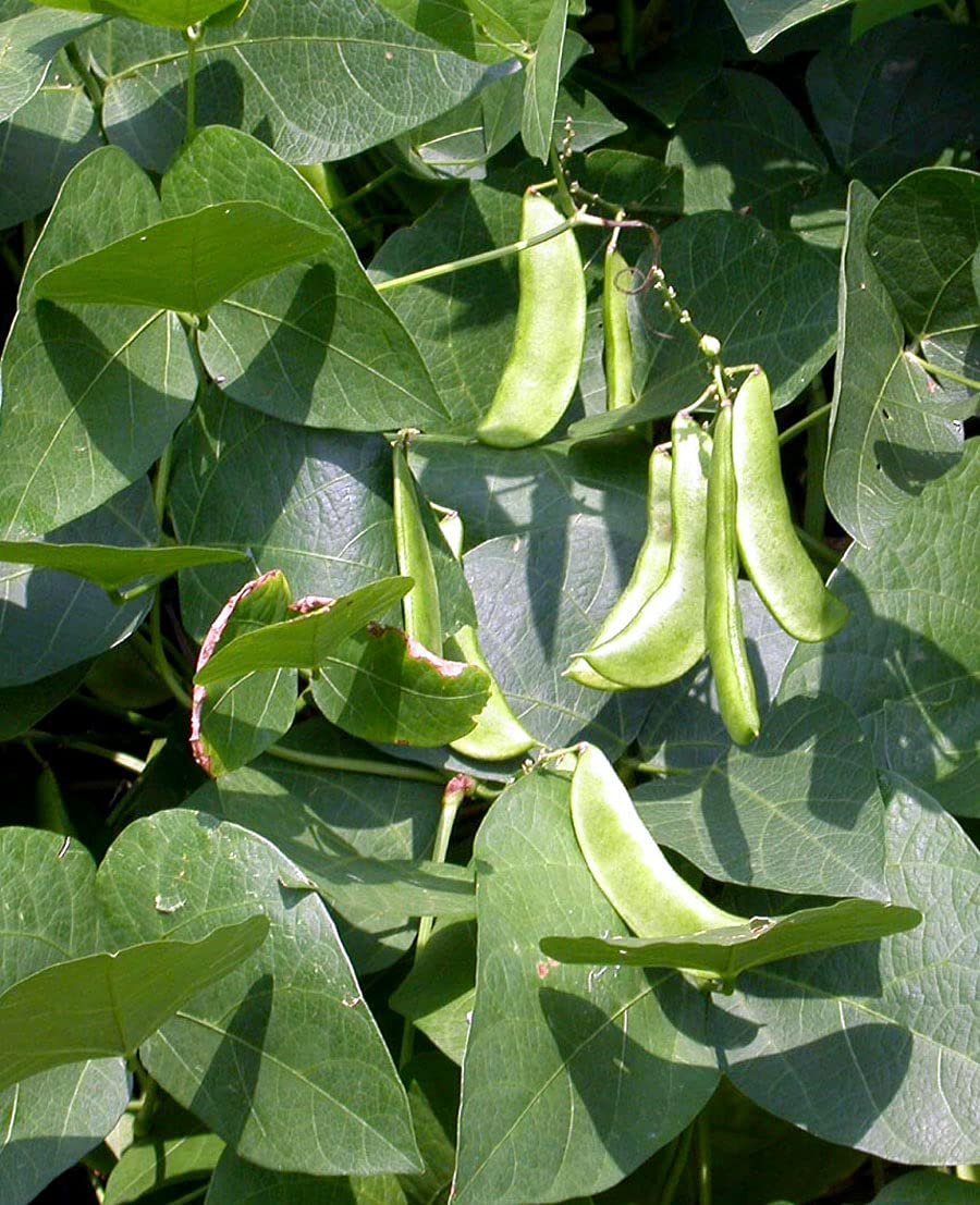 "Countgreen Plus Lima Beans (Sem Fali) Seeds High-Yield, Organic Variety for Fresh, Nutritious Beans; Ideal for Home Gardens and Commercial Cultivation (Pack of 40 Seeds)" - Image 4