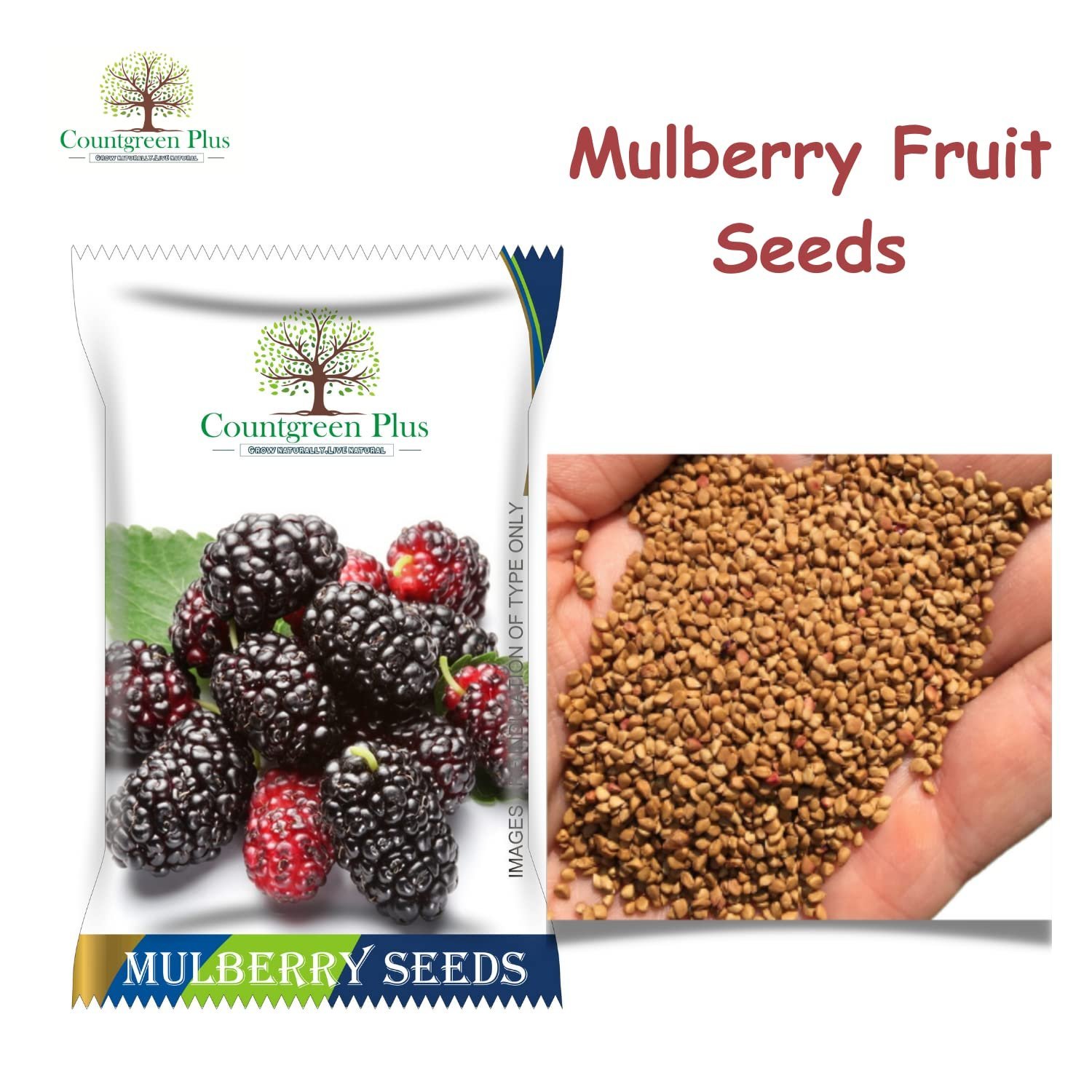 Organic Mulberry (Sehtut) Non-GMO Plating 100 Fruit Seeds for Home, Garden, Terrace, Balcony - All Season Growing Seeds - Image 2