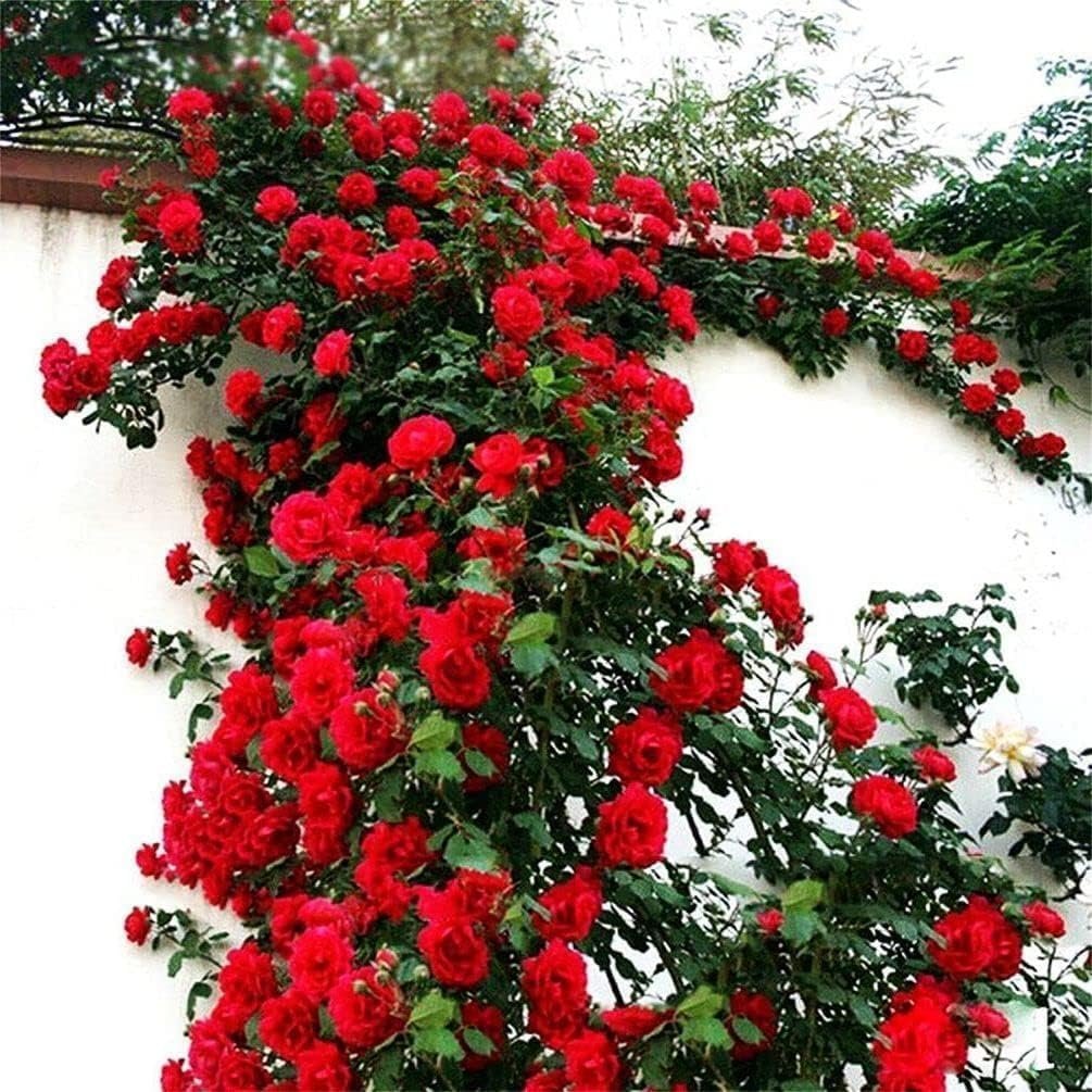 Rare ' Mixed ' Climbing Rose Seeds Perennial Super Fragrance Rose flower 40 Rose Seeds Pack - Image 3