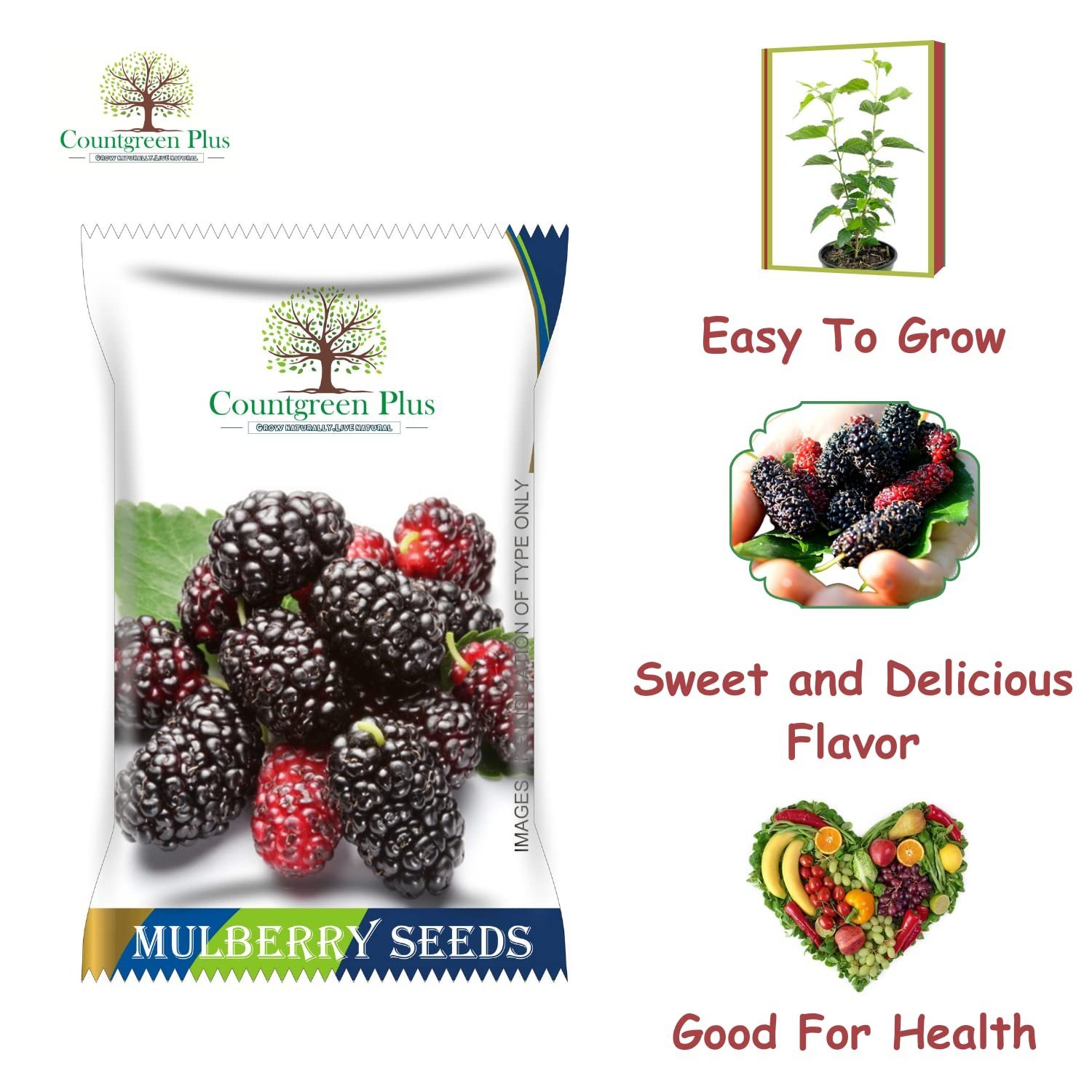 Organic Mulberry (Sehtut) Non-GMO Plating 100 Fruit Seeds for Home, Garden, Terrace, Balcony - All Season Growing Seeds - Image 3