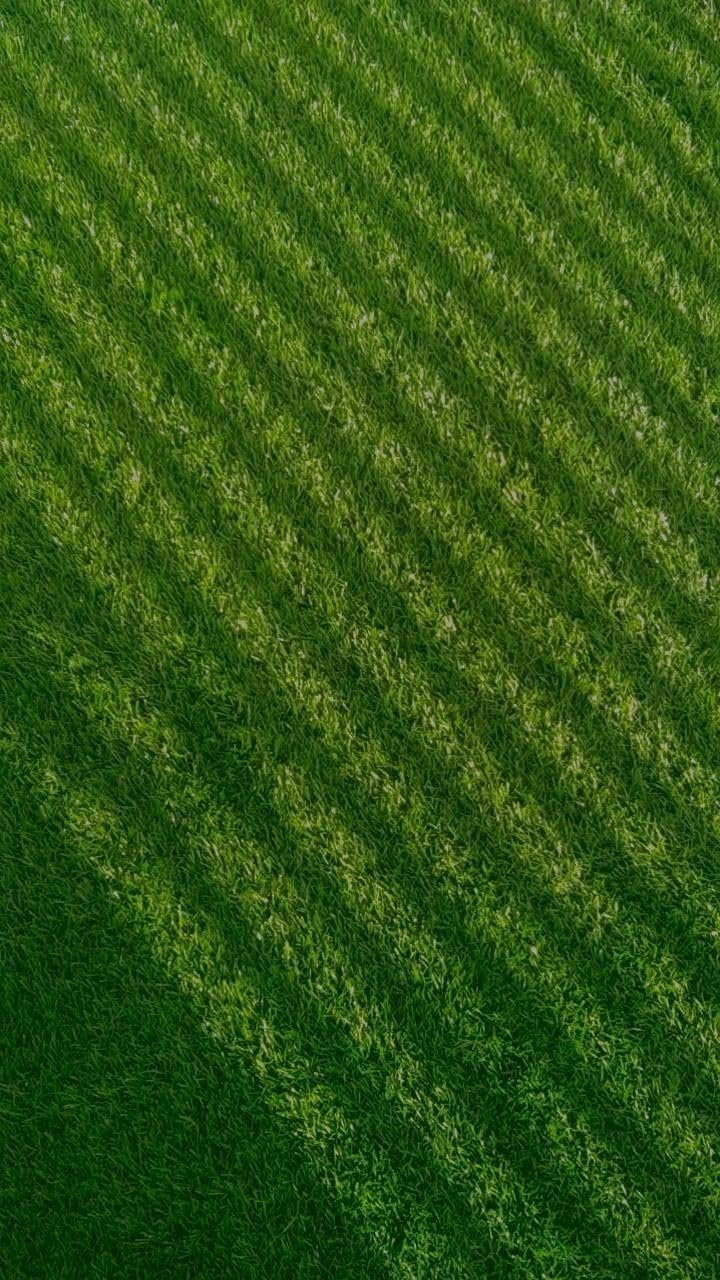 Barbuda imported lawn grass seeds for Home and Gardening (PACK OF 30 GRAM)