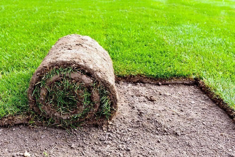 Mexican grass seeds for lawn blend | hybrid mexican grass seeds for lawn, low maintenance, high germination in all time (99%), carpet grass - rapid germination (5000 count) - Image 4